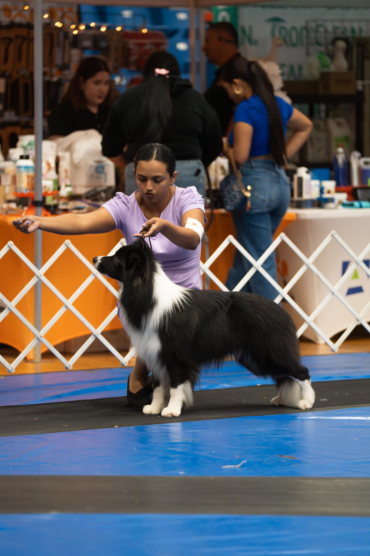 Adaia mostrando a un border collie en la pista de una exposición