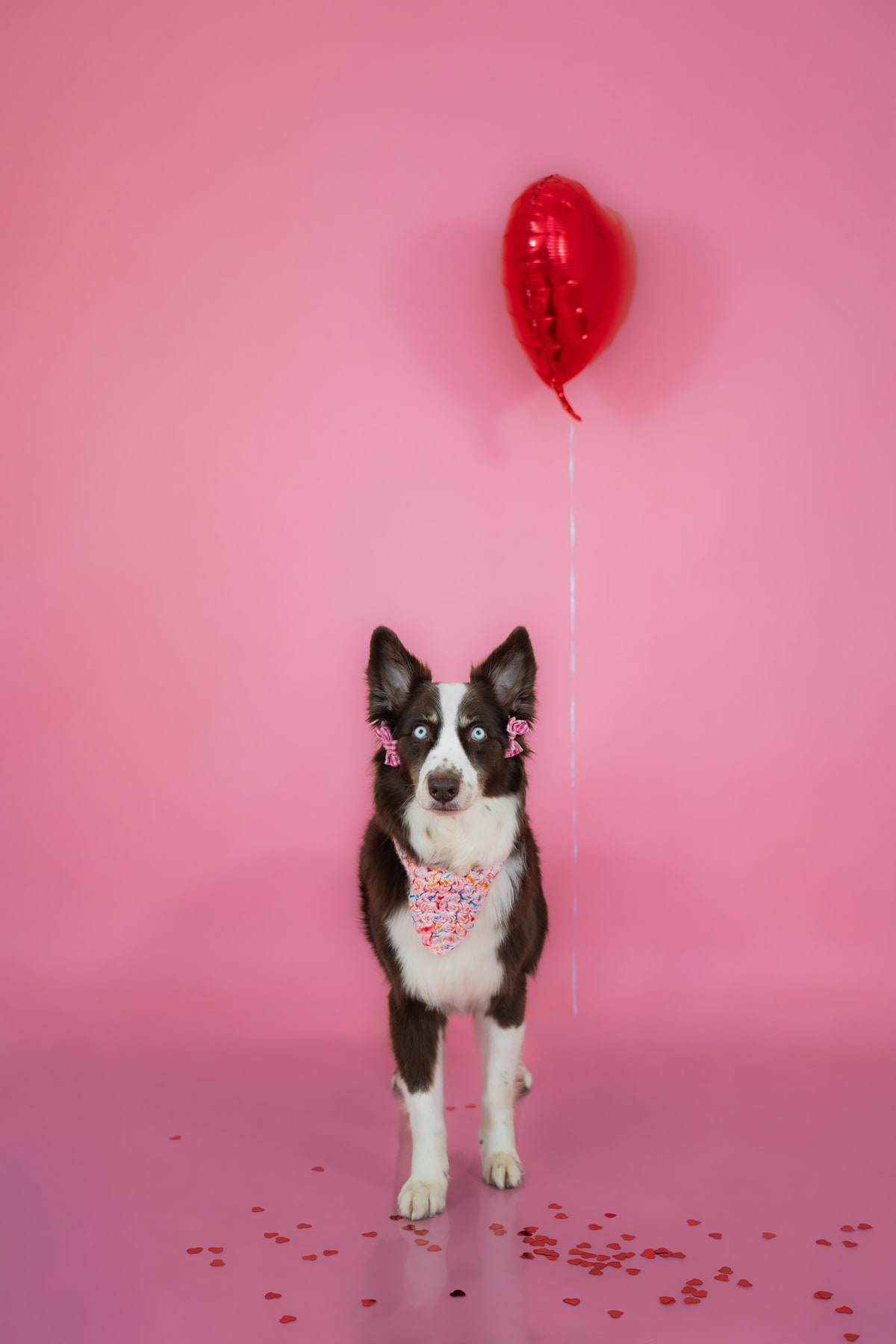 Una border collie chocolate de ojos azules, con lazos y bandana, mirando de frente