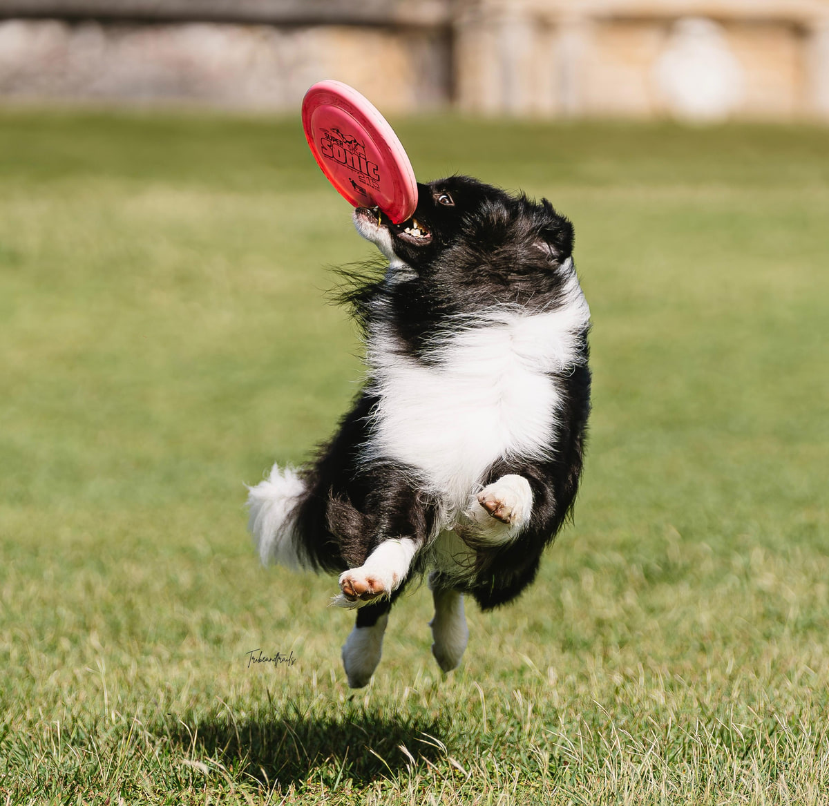 Un border collie saltando para atrapar un frisbee