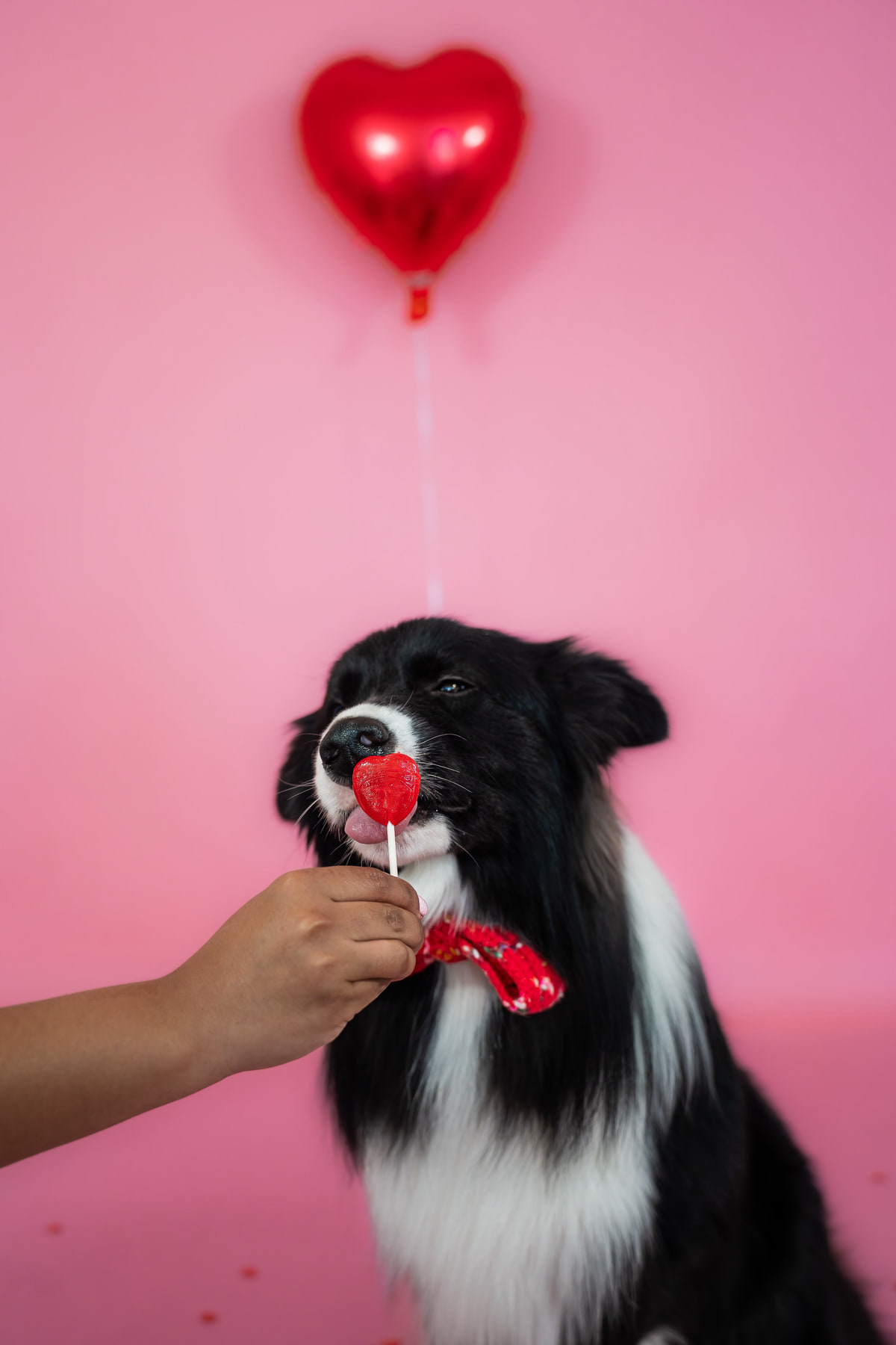 Un border collie lamiendo una paleta en forma de corazón