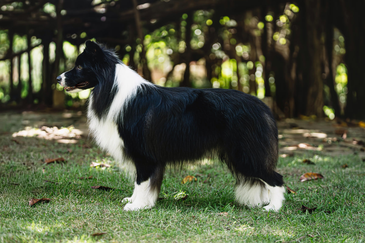 Un border collie de perfil, en posición de exposición, entre árboles