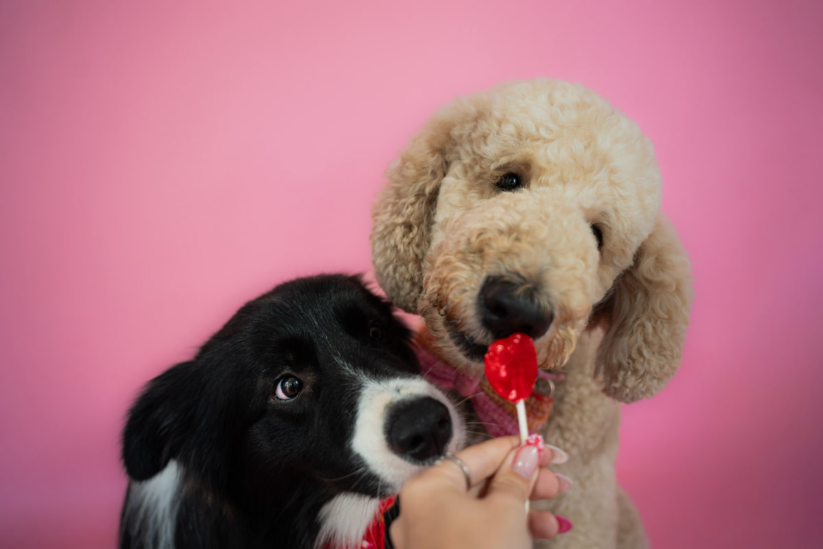Un border collie y un caniche con una paleta en forma de corazón