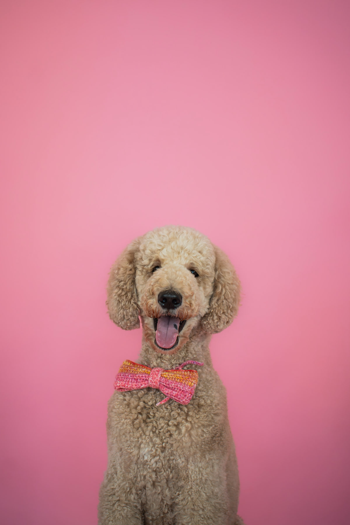 Retrato de un caniche sonriente con un lazo tejido