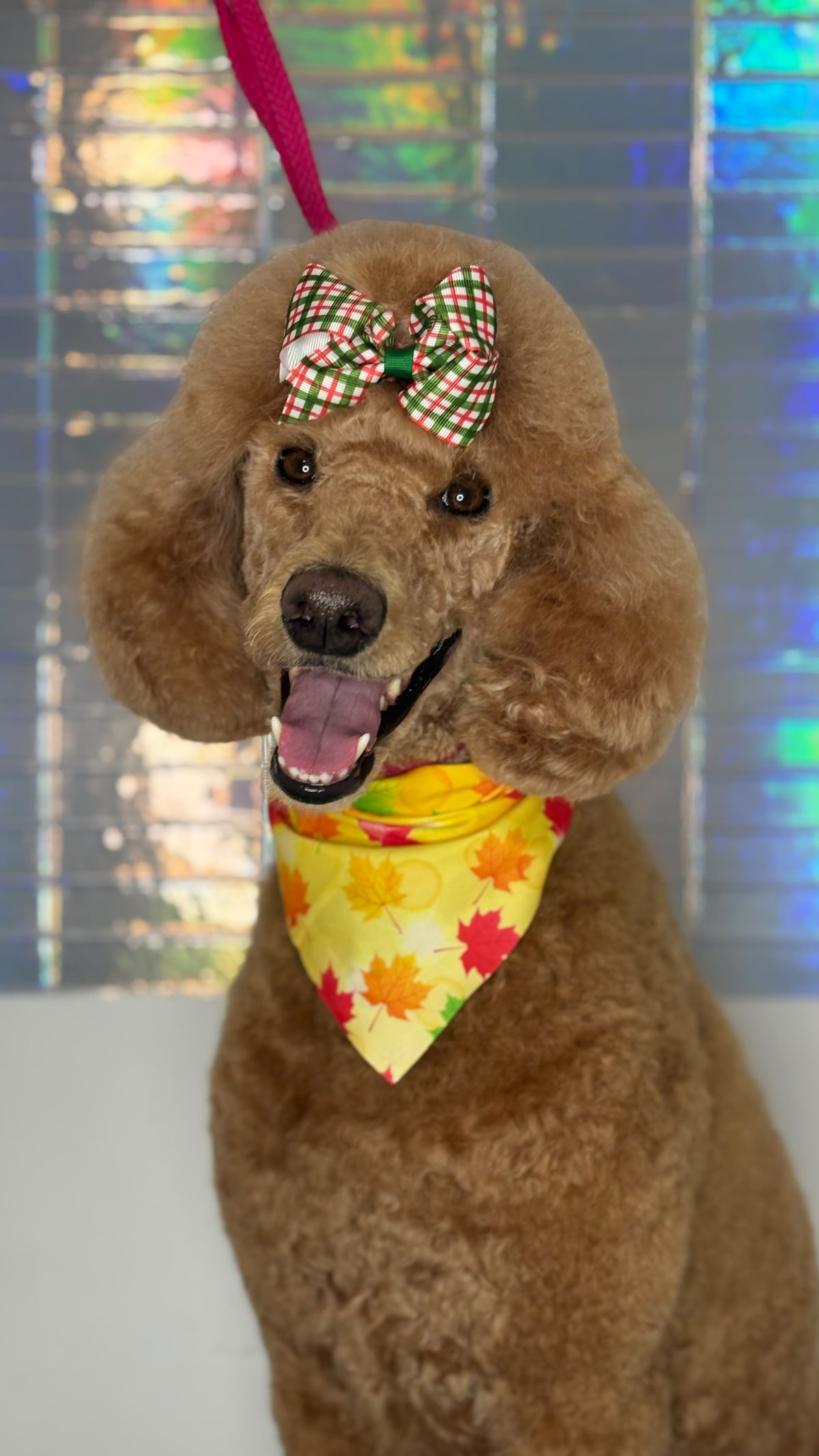 Un caniche con un lazo de cuadros y una bandana de hojas de otoño