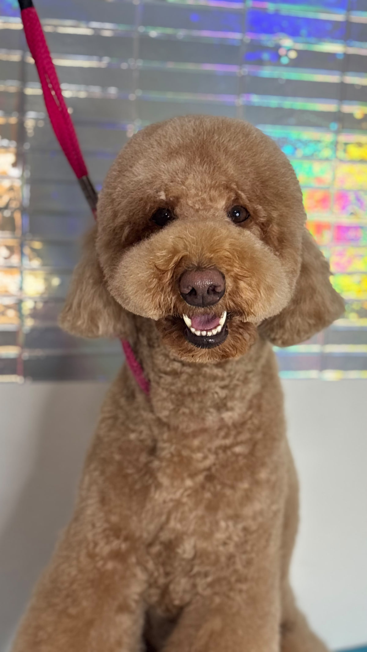 Un caniche con corte teddy y carita redondeada