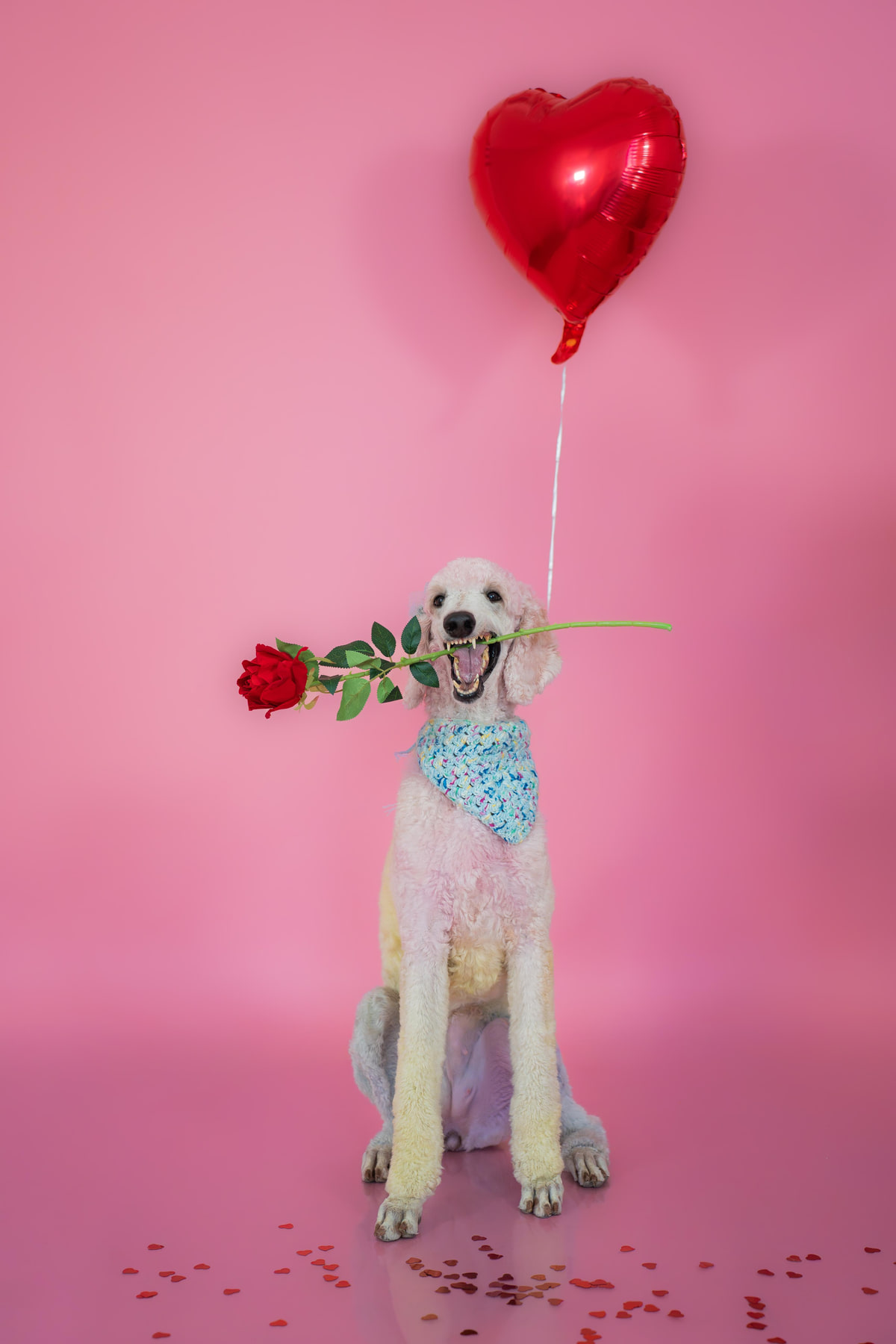 Un caniche rosado con una rosa en la boca, bajo un globo de corazón