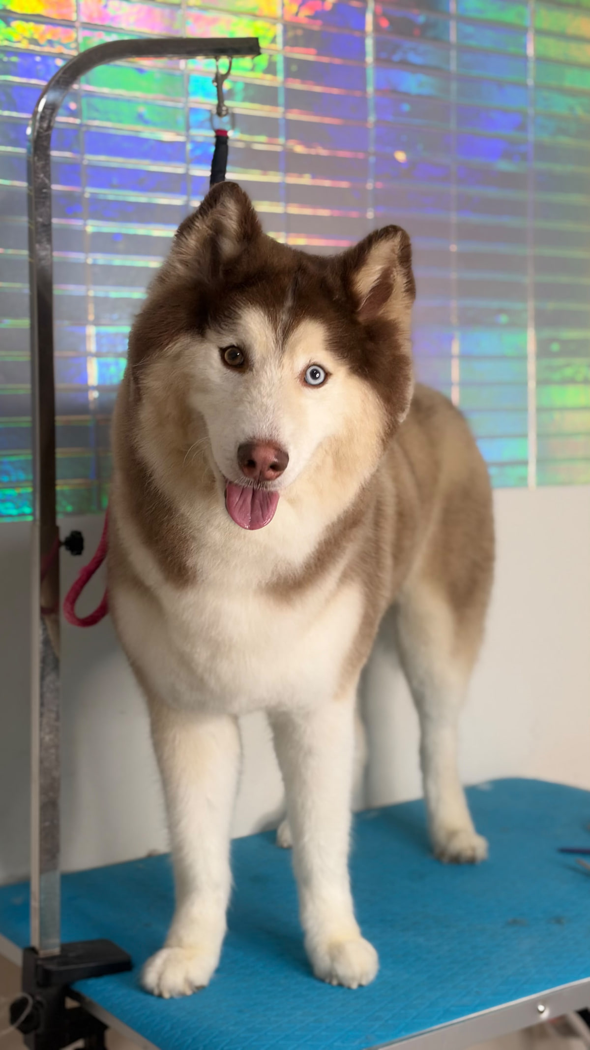 Un husky recién bañado y cepillado, de pie sobre la mesa