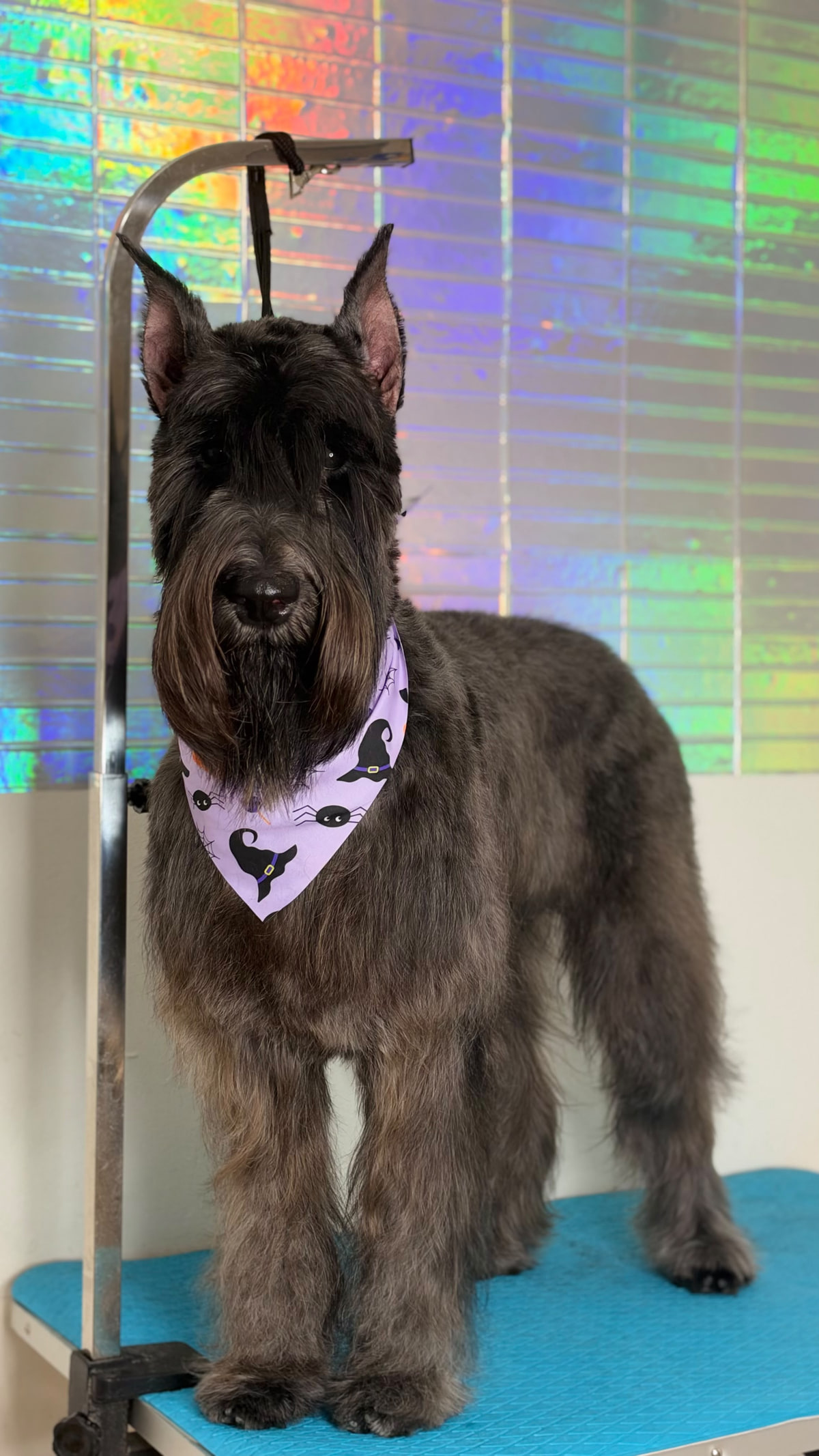 Un schnauzer gigante con bandana de brujas, de pie sobre la mesa